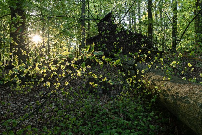 Buchenwald der NaturAusstellung Lieberoser Heide (c) Jürgen Borries